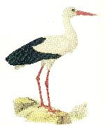 vit stork broderna von wrights